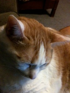 Cat who is on a diet, but sneaks the other cats' food if we're not careful.