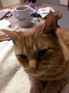 Cat who showed up and adopted us a few months ago.