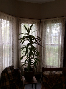 Look beyond the plant to the lace curtains. $10 for three sets.
