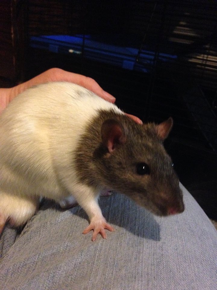 644457_10204981211983763_2184179776784906129_n