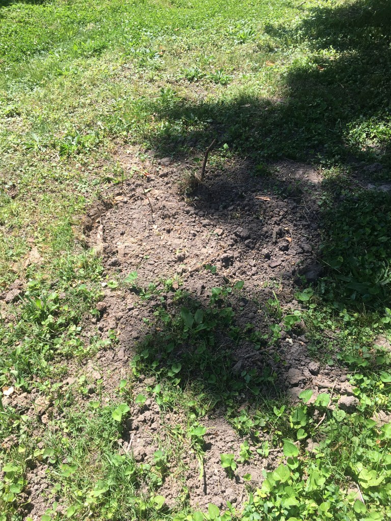 Bare patch of ground