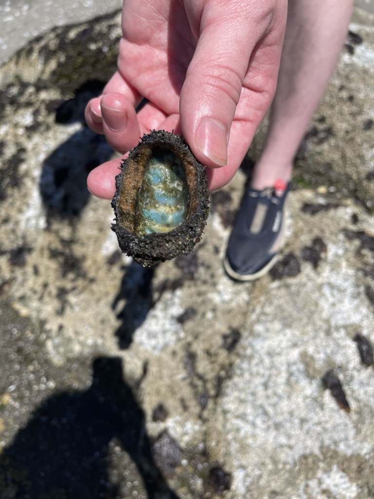 Person's hand holding a colorful seashell