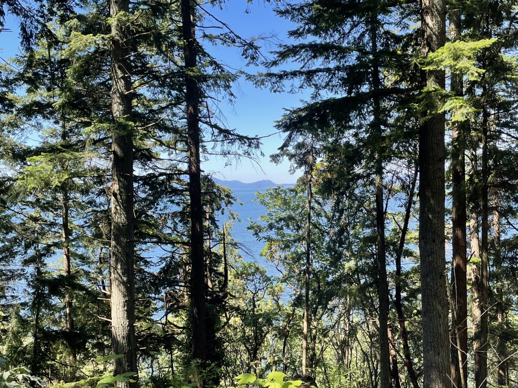 Tall evergreen trees in the foreground. Mountains visible in the distance through a clearing. Blue sky.