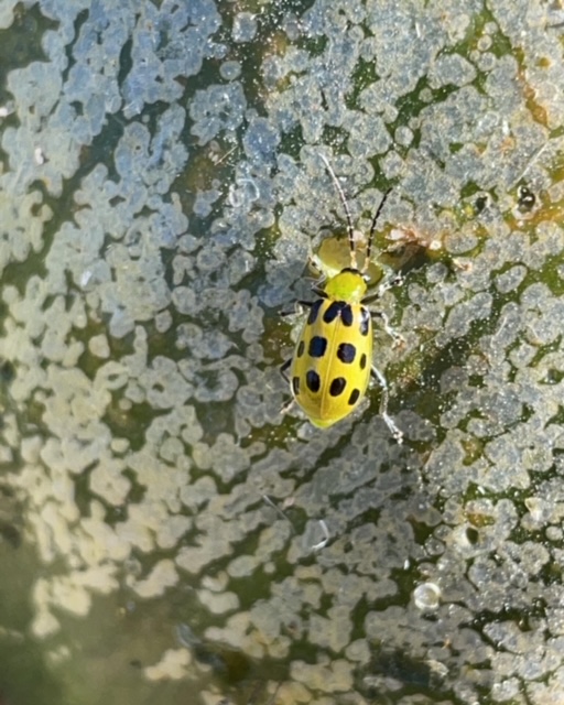 Yellow beetle with black spots, eating a gourd.
