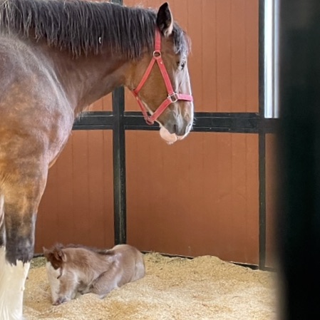 Shoulder and head of grown clydesdale horse on left. Infant foal lying down in lower center. Inside a stall.
